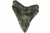 Serrated, Fossil Megalodon Tooth - South Carolina #204599-1